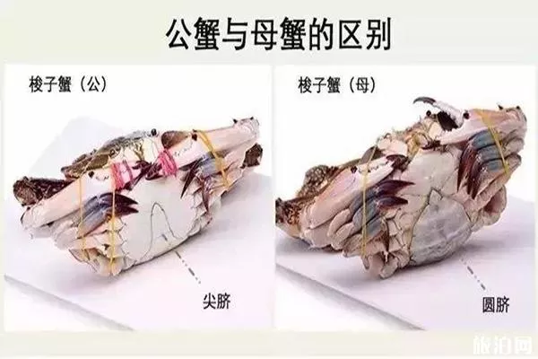 營(yíng)口鲅魚圈海鮮市場(chǎng)哪個(gè)好 附開海后海鮮價(jià)格